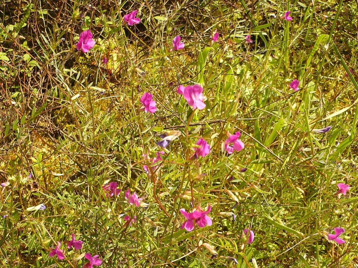Vicia angustifolia (Fabaceae)